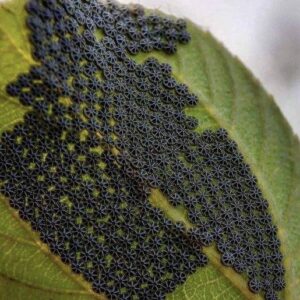 Don’t Touch These If You See Them on Your Plants Don’t Touch These If You See Them on Your Plants