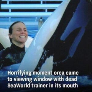 SeaWorld trainer yelled ‘my neck is broken’ after being body slammed by most dangerous orca SeaWorld trainer yelled ‘my neck is broken’ after being body slammed by most dangerous orca