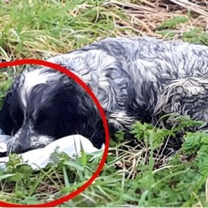 Bikers found an ABANDONED DOG holding a plastic BAG in his mouth. When they looked inside they were shocked and RAN immediately for help. Here’s what the dog PROTECTED: Bikers found an ABANDONED DOG holding a plastic BAG in his mouth. When they looked inside they were shocked and RAN immediately for help. Here’s what the dog PROTECTED: